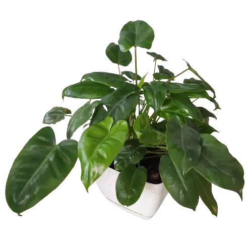 Philodendron Burle Marx Miniature