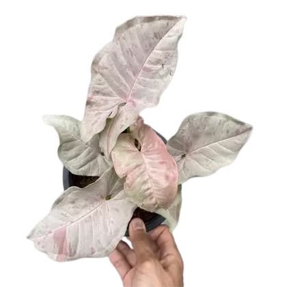 Syngonium 'Pink Spot' - Rare