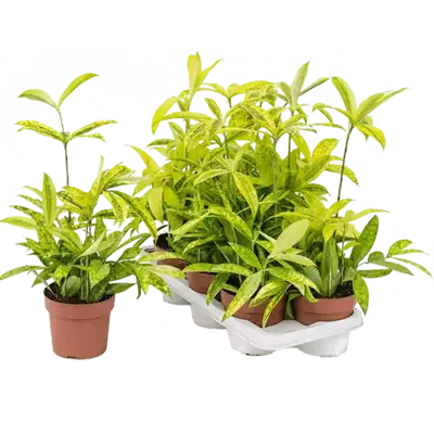 Golden Milky Dracaena/Dracaena Surculosa Mike Plant