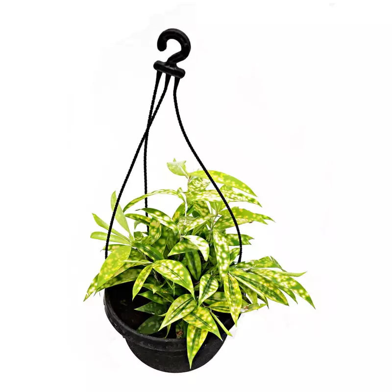 Golden Milky Dracaena/Dracaena Surculosa Mike Plant - Image 2