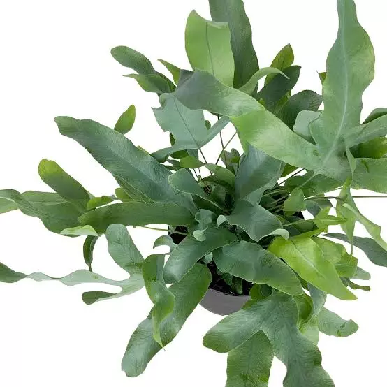 Phlebodium Aureum (Blue Star Fern) - Image 2