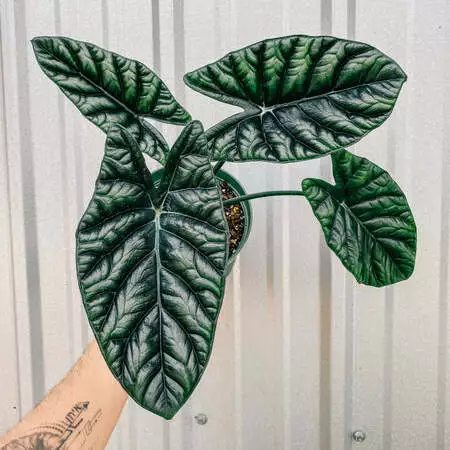 Alocasia Sinuata