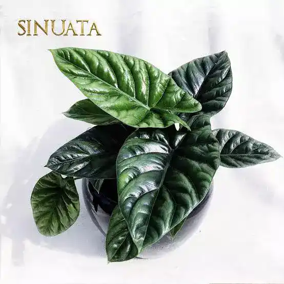 Alocasia Sinuata - Image 2