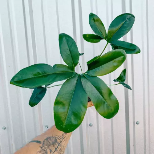 Philodendron Goeldii (Thaumatophyllum spruceanum)