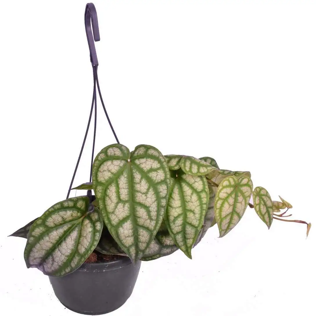 Piper Sylvaticum Plant - Rare