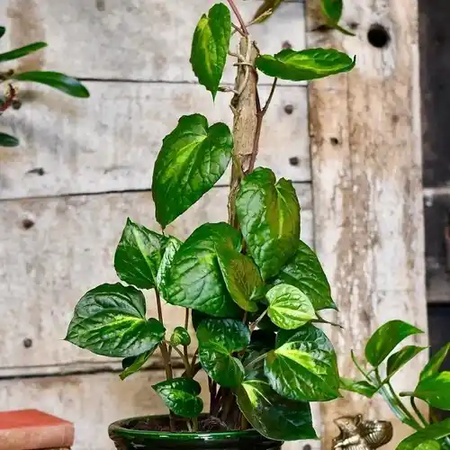 Beetil piper Variegated