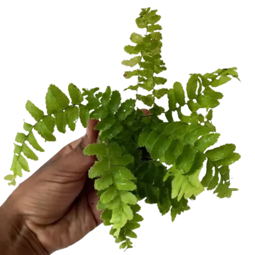 Nephrolepis Exaltata Pom Pom