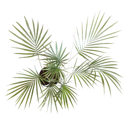 Sayagra Palm - Image 2