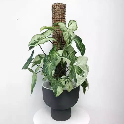 SYNGONIUM THREE KINGS