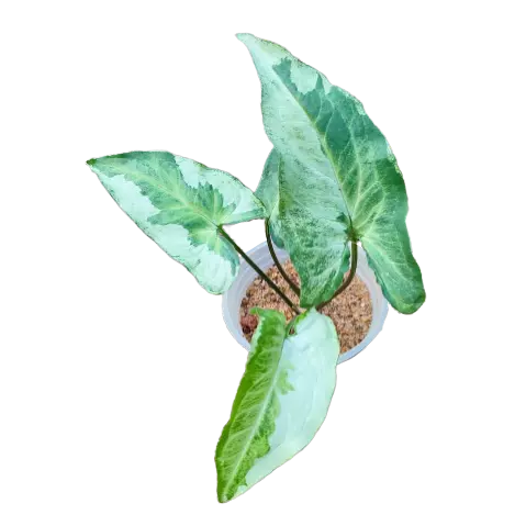 SYNGONIUM THREE KINGS