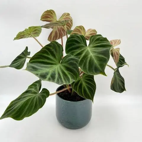 Philodendron Verrucosum