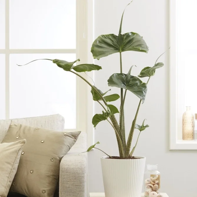 ALOCASIA STINGRAY - Rare - Image 2