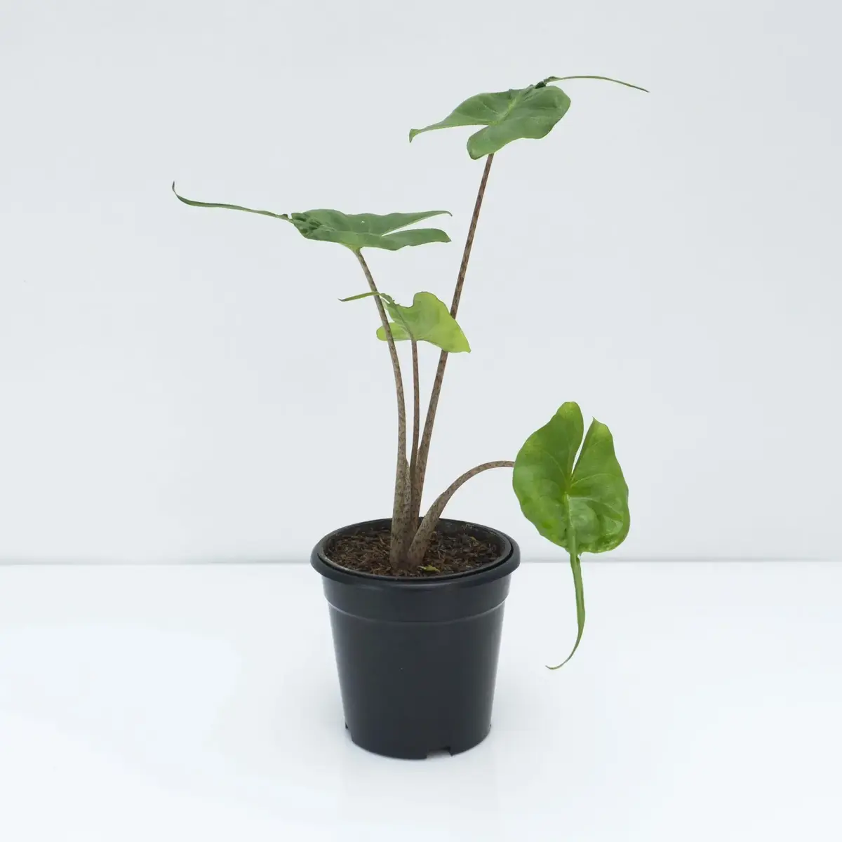 ALOCASIA STINGRAY - Rare - Image 3