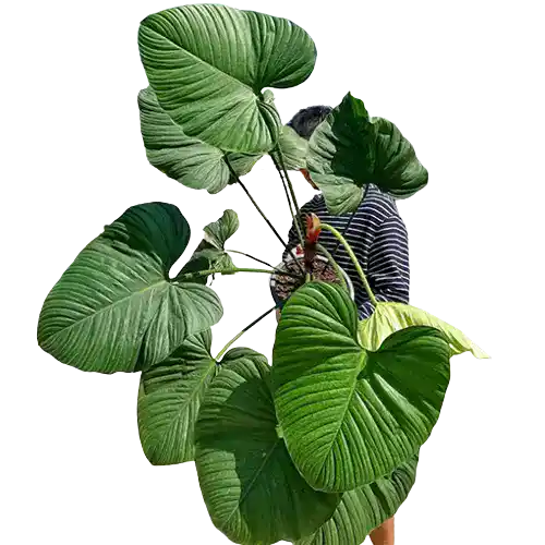 Philodendron Nangaritense- Rare