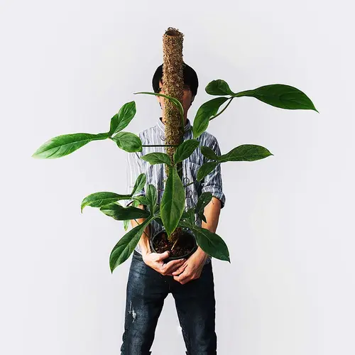 Philodendron tripartitum Visit