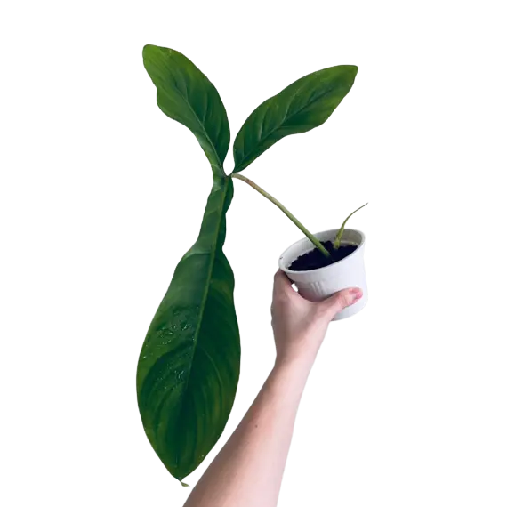 Philodendron tripartitum