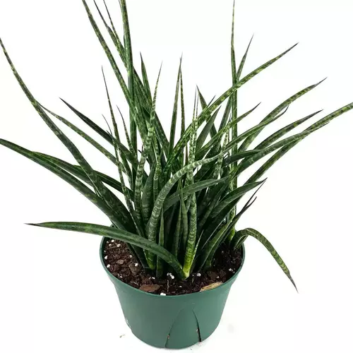Sansevieria Fernwood Mikado, Snake Plant