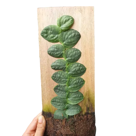 Rhaphidophora korthalsii