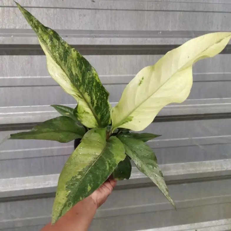 Anthurium hookeri variegata