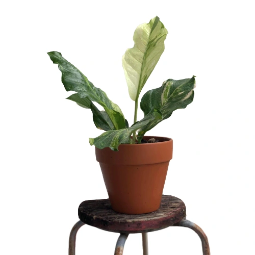 Anthurium Hookeri Variegated- Rare - Image 2