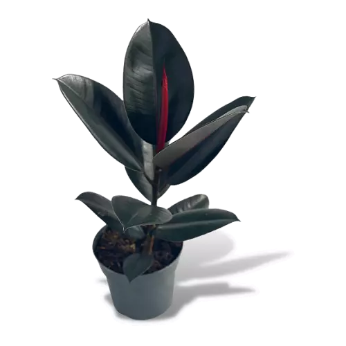 Black Rubber, Ficus elastica, Burgundy (Big) - Image 3