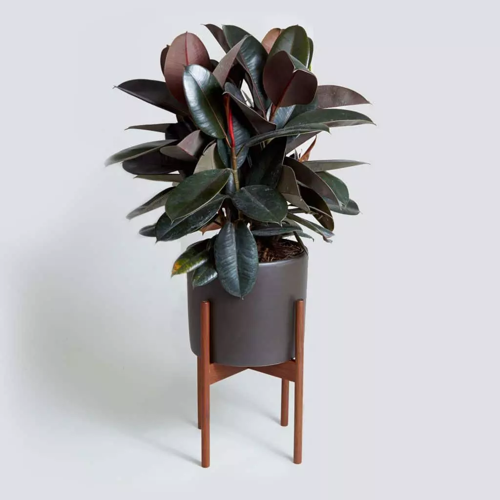 Black Rubber, Ficus elastica, Burgundy (Big) - Image 2