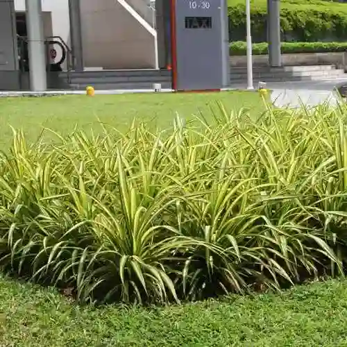 Pandanus Variegated (Golden) - Plant