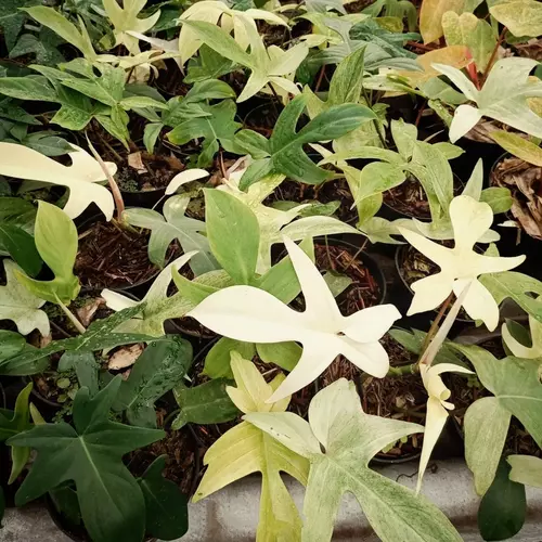 Philodendron Florida Ghost Mint - Rare - Image 3