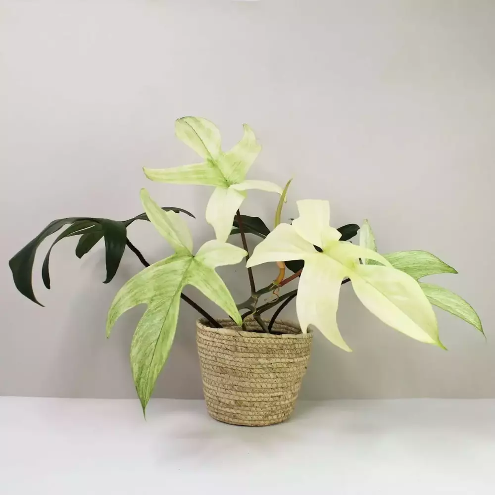 Philodendron Florida Ghost Mint - Rare