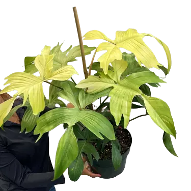 Philodendron Florida Ghost Mint - Rare - Image 2