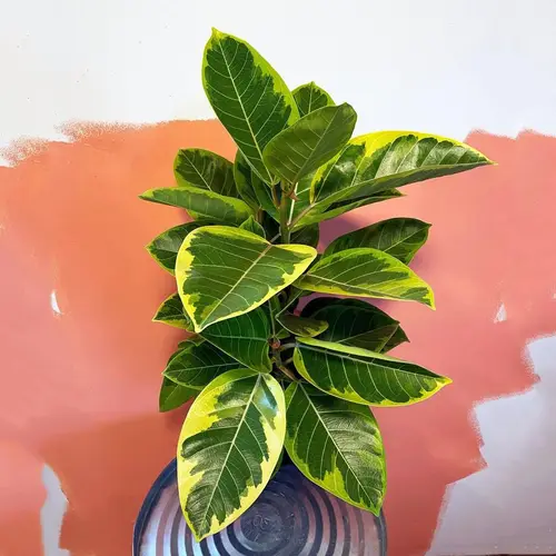 FICUS ALTISSIMA PLANT