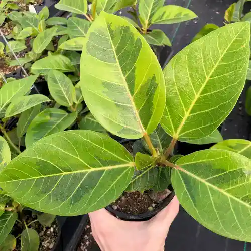 FICUS ALTISSIMA PLANT - Image 3