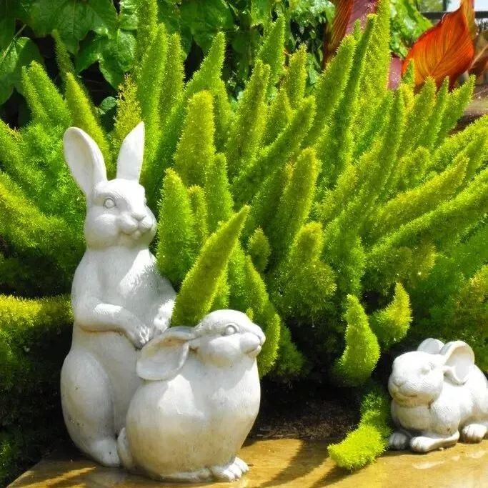 Foxtail Fern, Asparagus Meyeri, Sprenger's Asparagus - Jiffy Plants