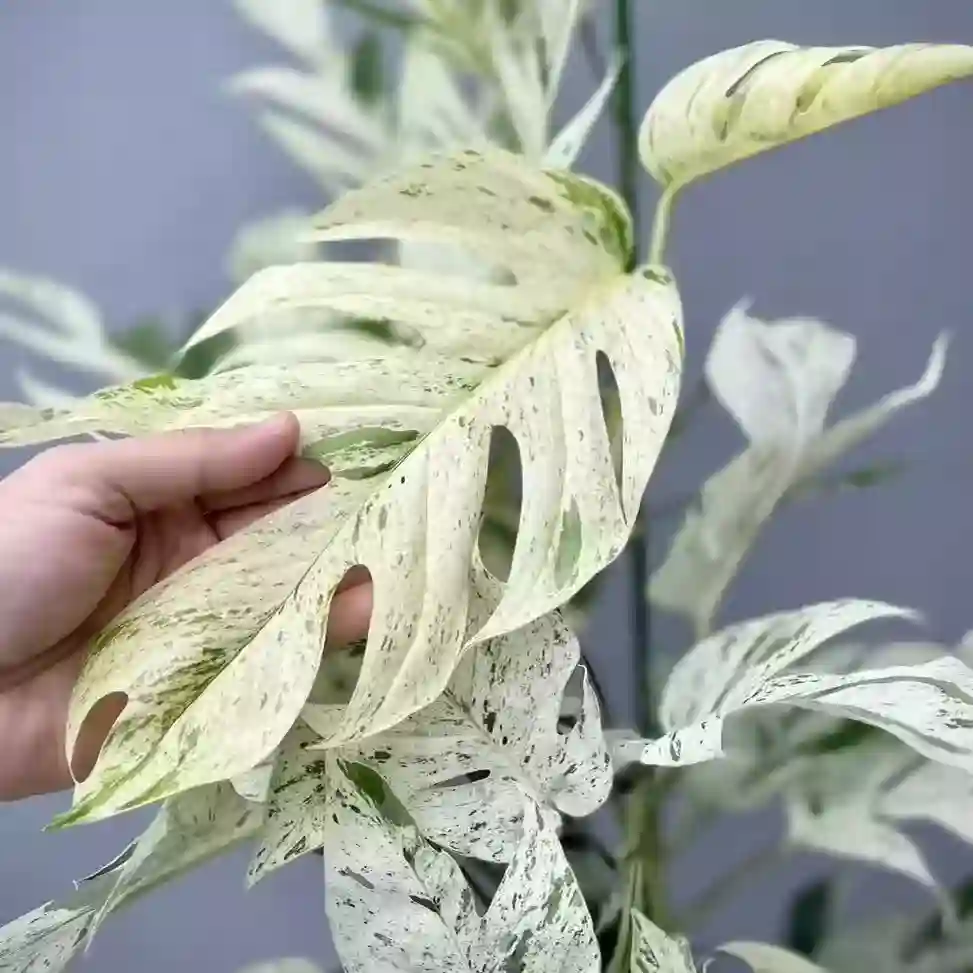 Epipremnum Pinnatum Marble