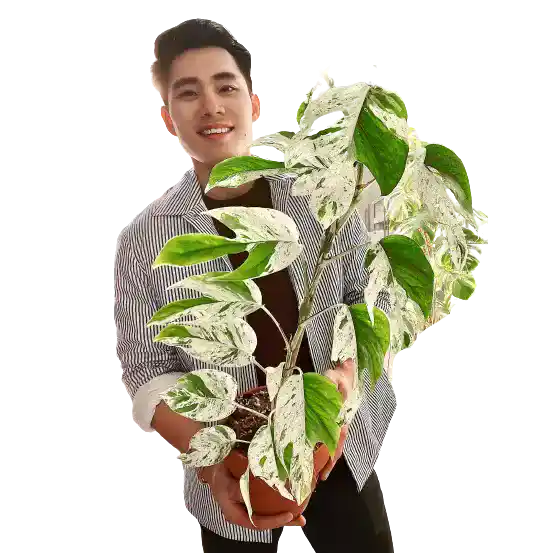 Epipremnum Pinnatum Marble