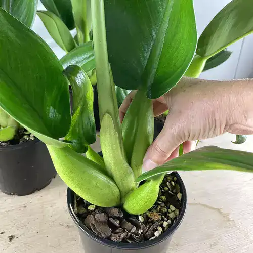 Philodendron Martianum Fatboy - Rare - Image 2