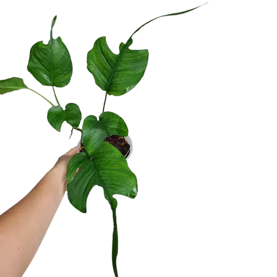 EPIPREMNUM SKELETON KEY