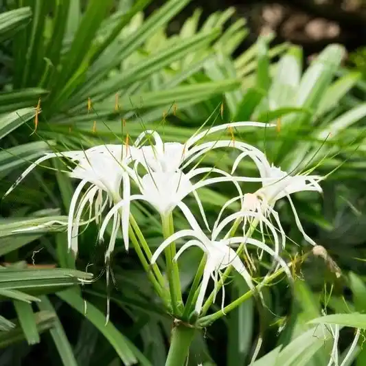 Spider Lily