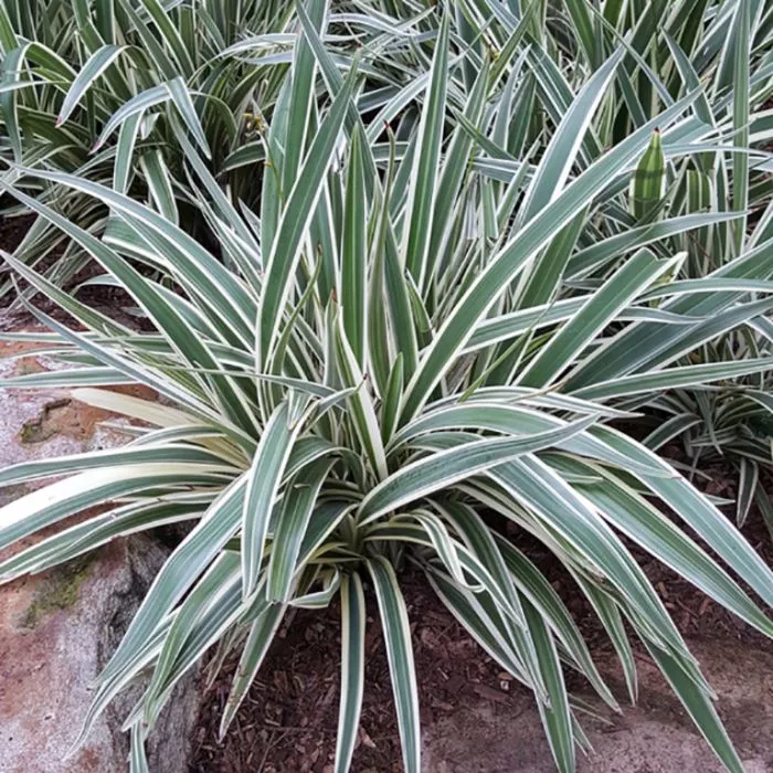 Dianella Silver Streak