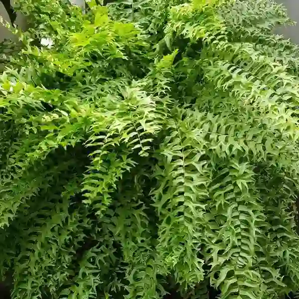 Fishtail Sword Fern
