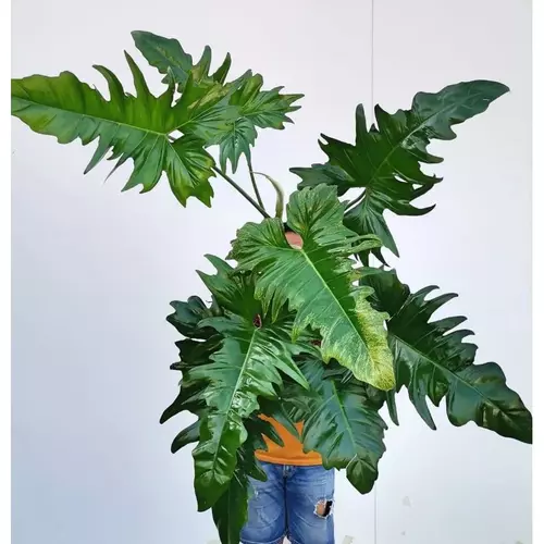 Philodendron Golden Dragon (Big plant)