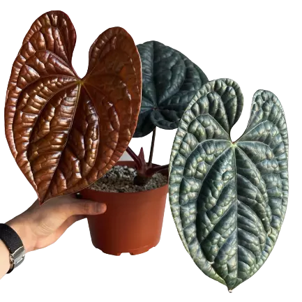 Anthurium Luxurians