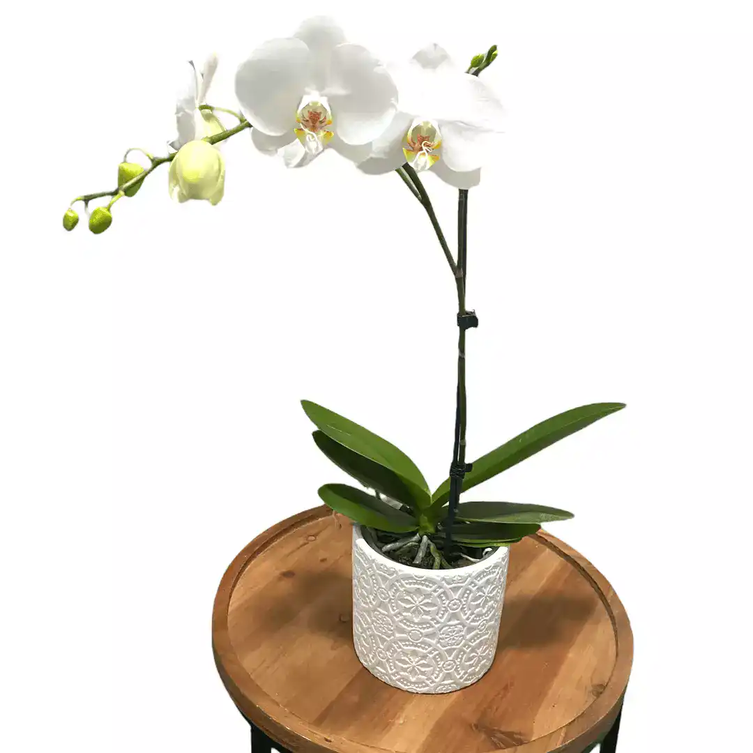 Phalaenopsis Orchid (White)