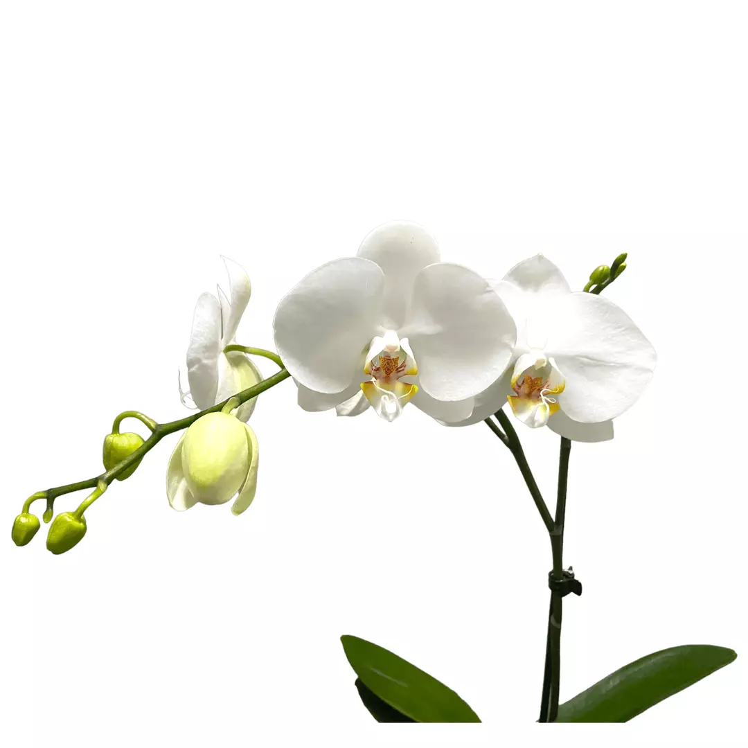 Phalaenopsis Orchid (White) - Image 2