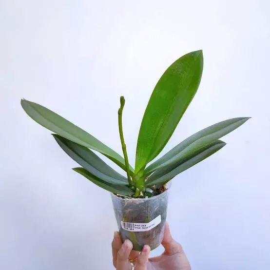 Phalaenopsis Orchid (White) - Image 3