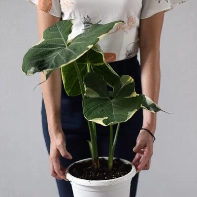 Alocasia Xanthosoma Mickey Mouse
