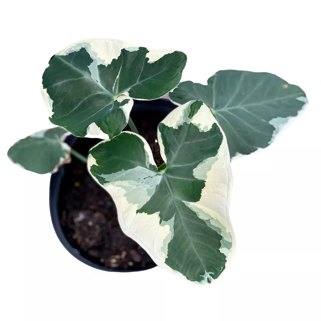Alocasia Xanthosoma Mickey Mouse