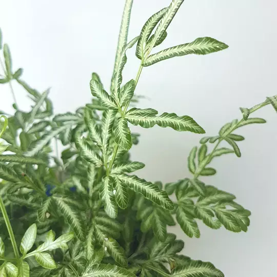 Pteris Ensiformis ‘Evergemiensis’ (Silver Lace Fern) - Image 2