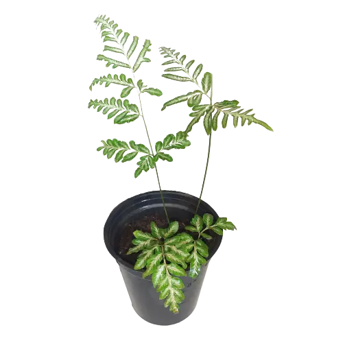 Pteris Ensiformis ‘Evergemiensis’ (Silver Lace Fern)