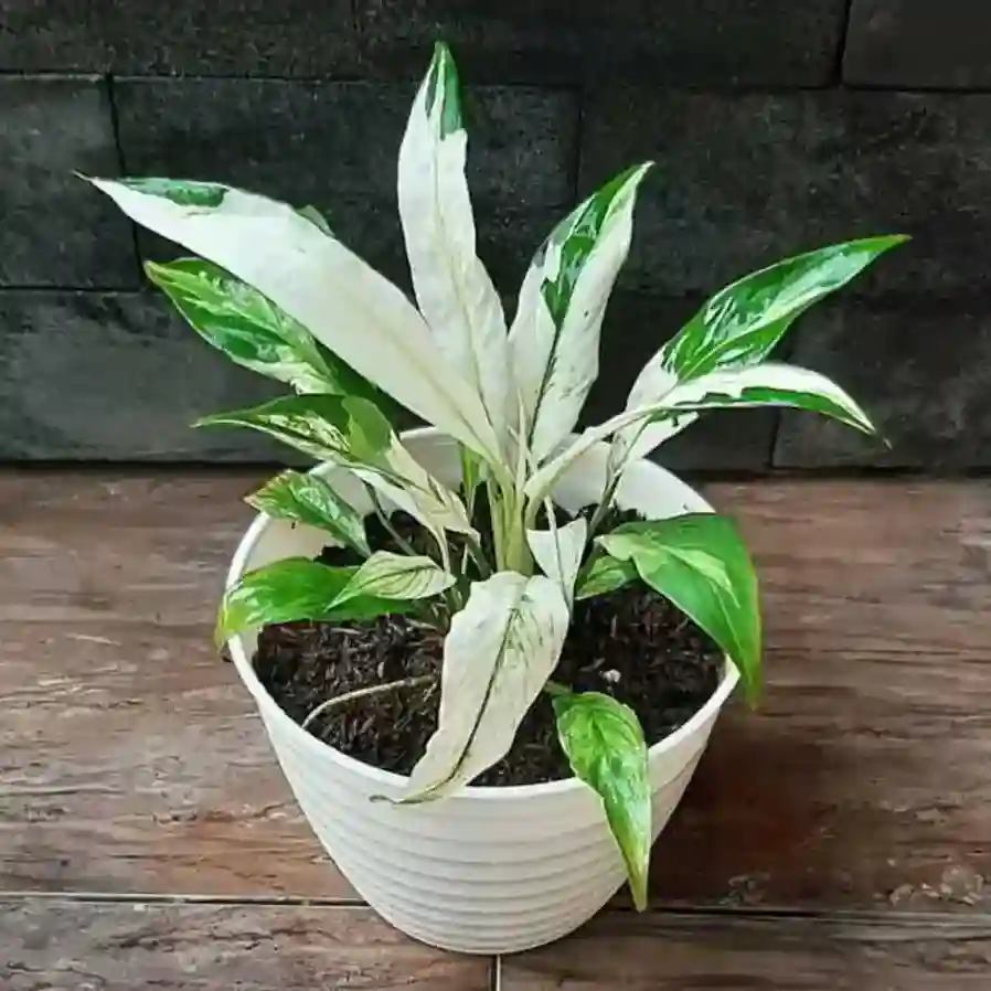 Variegated Peace Lily